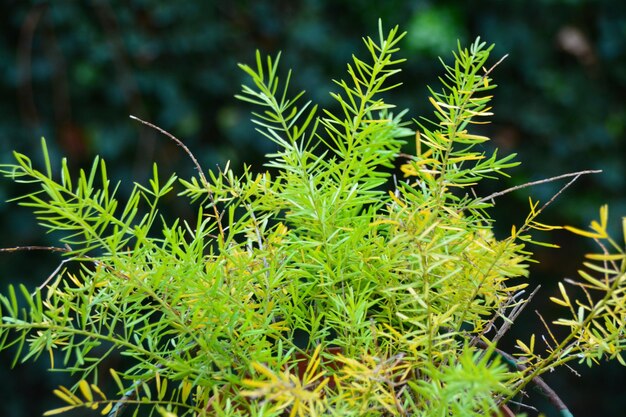 Photo close-up of green plant against blurred background