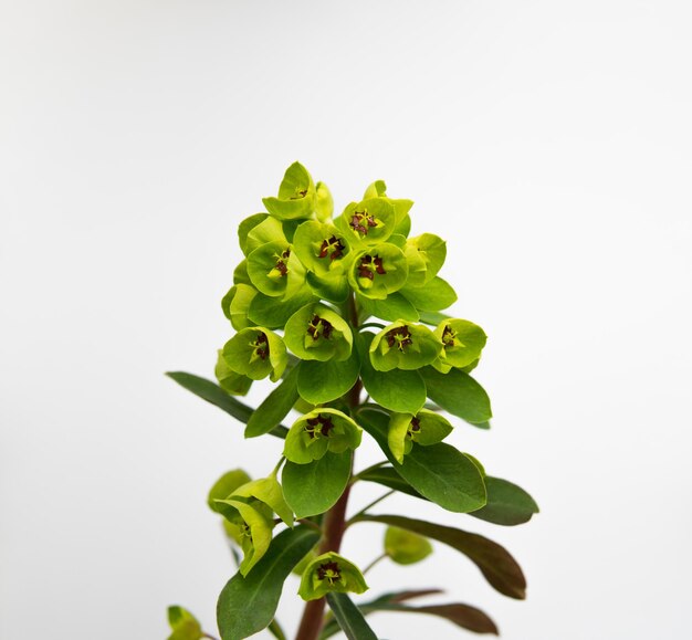 Foto close-up di pianta verde su sfondo bianco