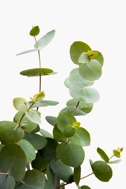 Photo close-up green plant concept