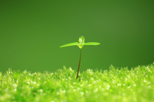 野原の緑の植物のクローズアップ