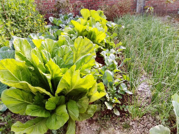 Close-up of green plant in field