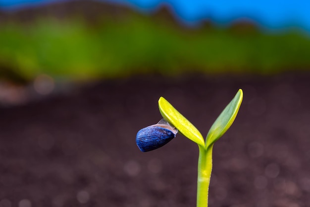 Photo close-up of green plant on field