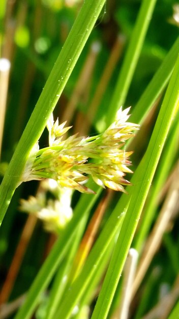 Close-up of green plant on field