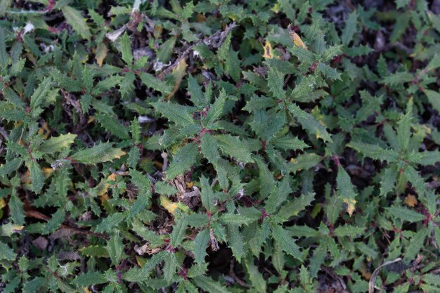 Close-up of a green plant in the garden. Nature background