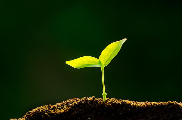 Photo close-up of green plant growing in dirt