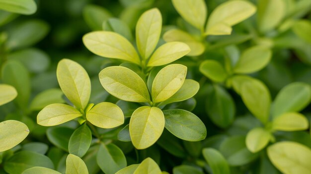 緑 の 植物 の 葉 を 近く から 見る