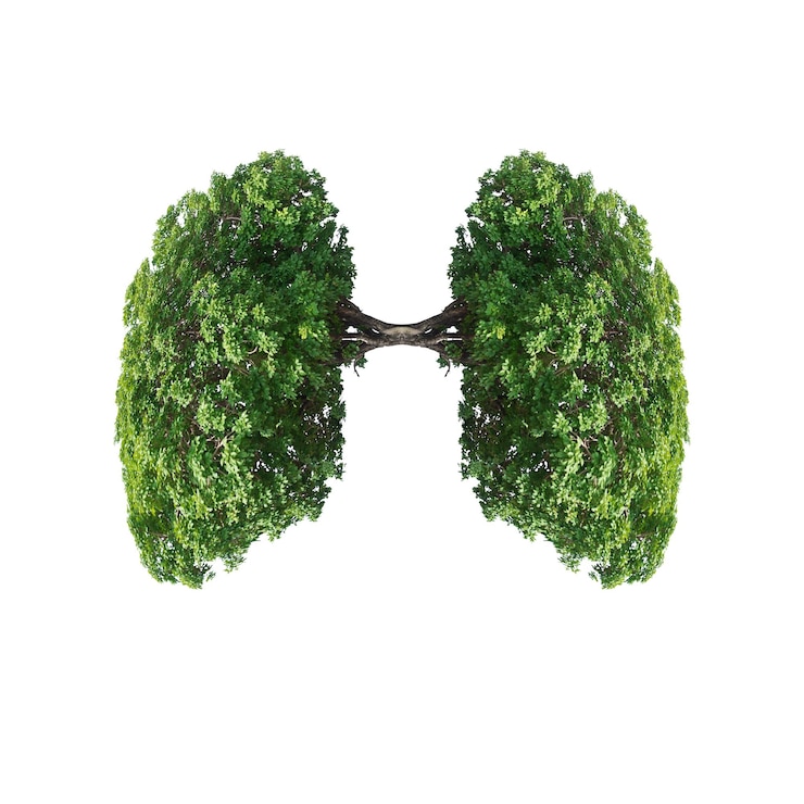 Photo close-up of green plant lungs  white background