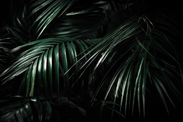 A close up of a green plant with a black background