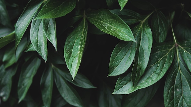 A close up of a green plant with a dark background