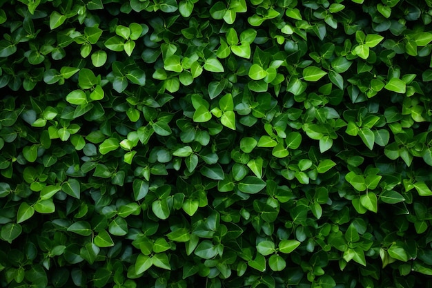 Photo a close up of a green plant with leaves on it generative ai