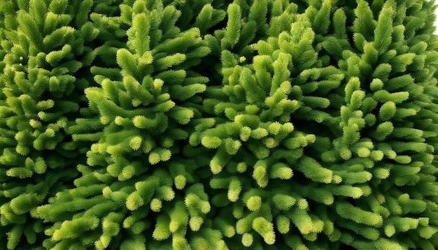 Photo a close up of a green plant with many green leaves