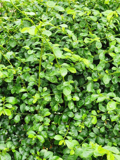 A close up of a green plant with small leaves and the word'ficus'on it