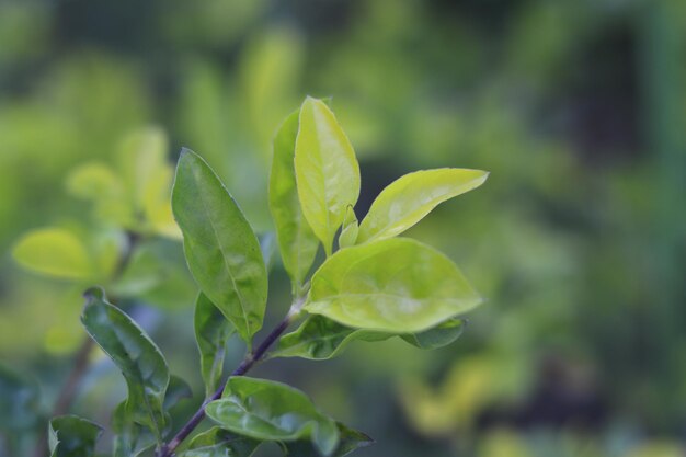 「お茶」という言葉が書かれた緑の植物の接写