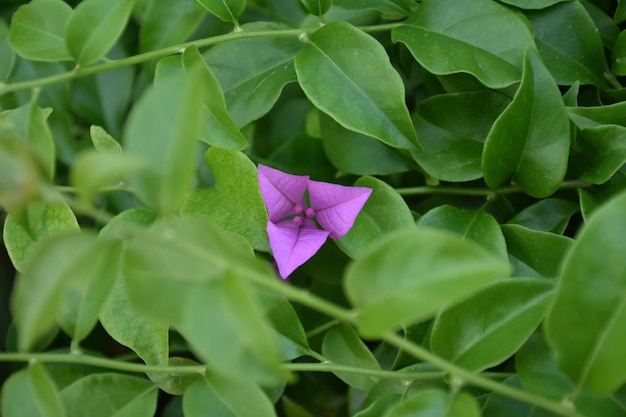 Foto close-up dell'impianto verde