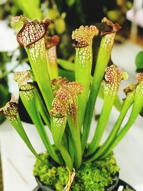 Photo close-up of green plant