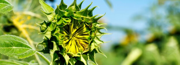 Foto prossimo piano dell'impianto verde