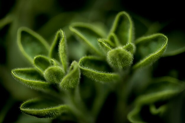 Close-up of green plant