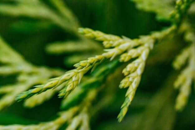 Photo close up of green plant