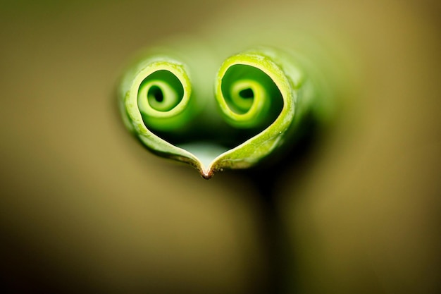 Photo close-up of green plant