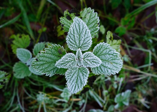 Foto prossimo piano dell'impianto verde