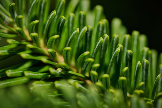 Photo close-up of green plant