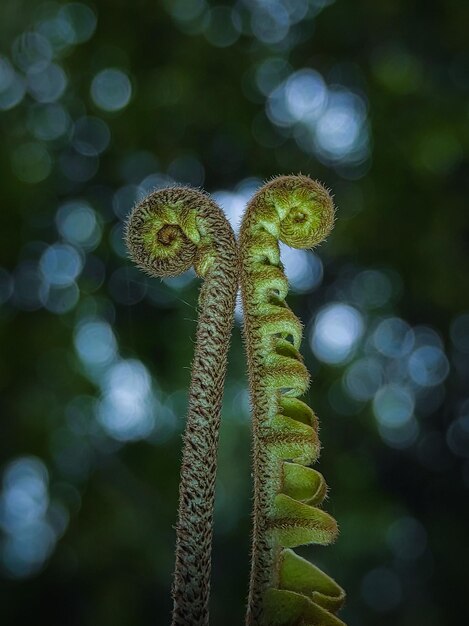 Photo close-up of green plant