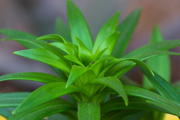 Close-up of green plant