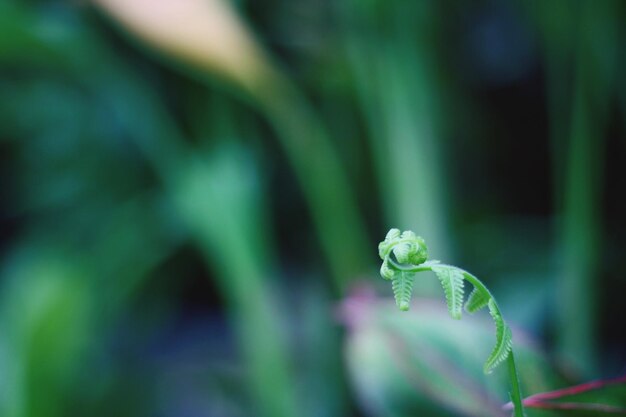 Foto prossimo piano dell'impianto verde