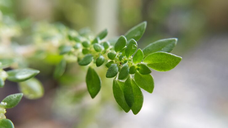 Photo close-up of green plant