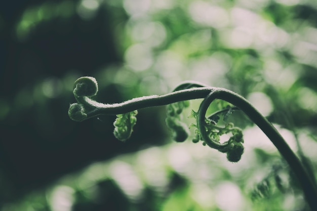 Photo close-up of green plant