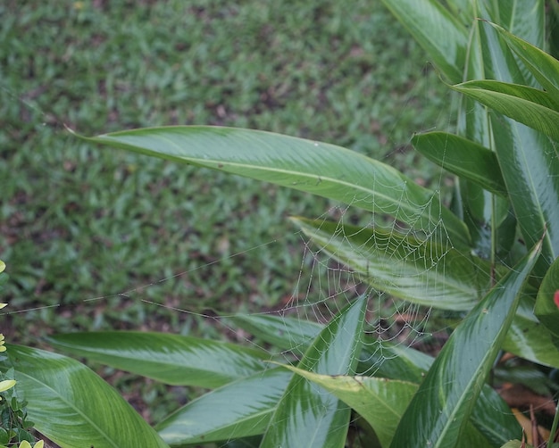 Photo close-up of green plant