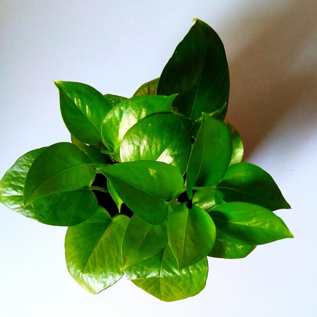 Close-up of green plant