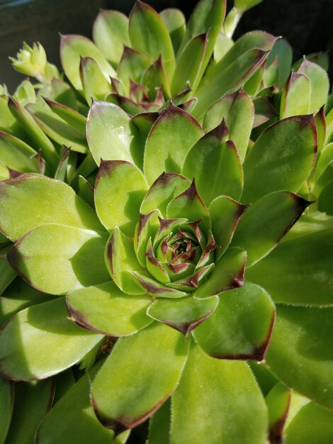 Close-up of green plant