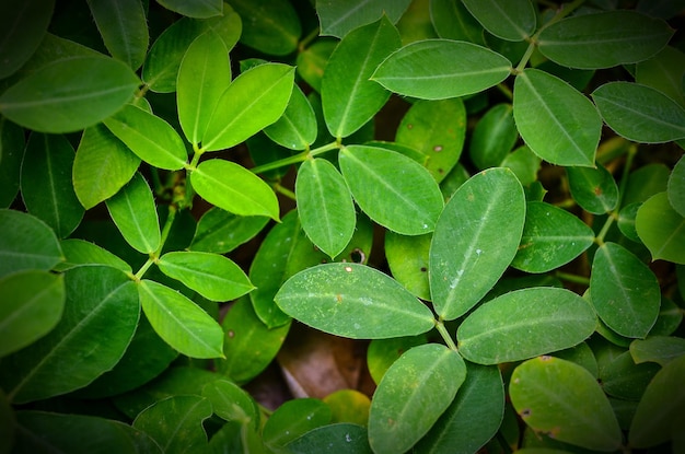 Close-up of green plant