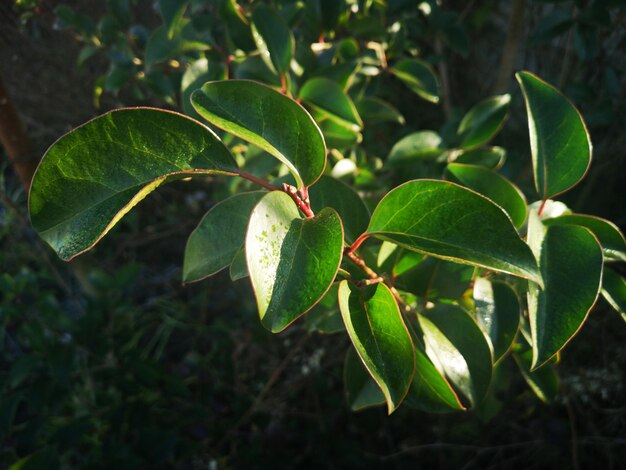 Photo close up of green plant