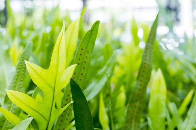 Close-up of green plant