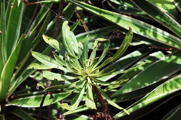 Close-up of green plant