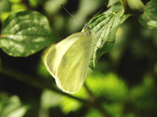 Close-up of green plant