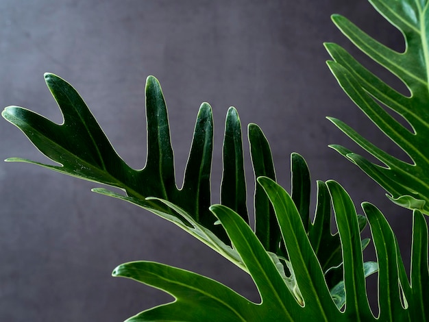 Photo close-up of green plant