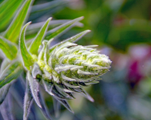 Close-up of green plant