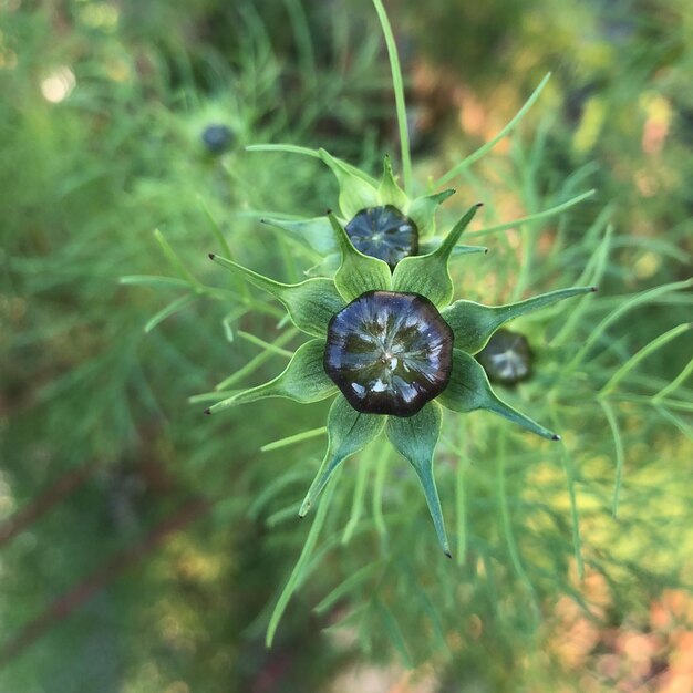 Close-up of green plant