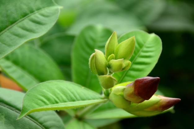 Photo close-up of green plant