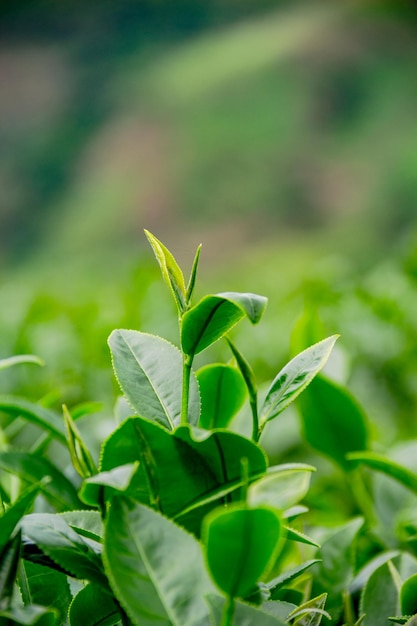 Close-up of green plant