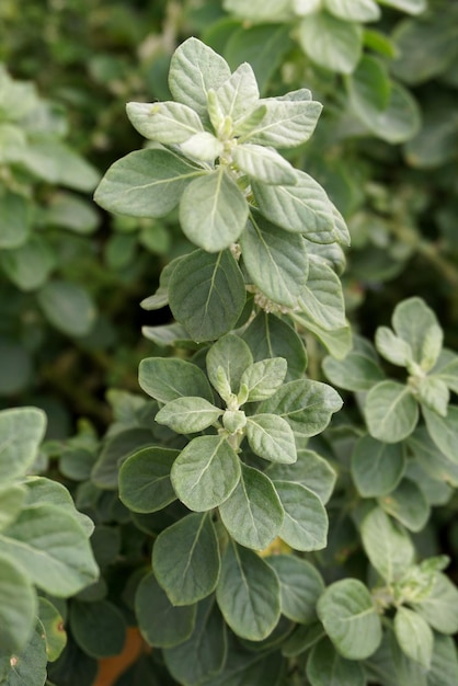 Foto prossimo piano dell'impianto verde