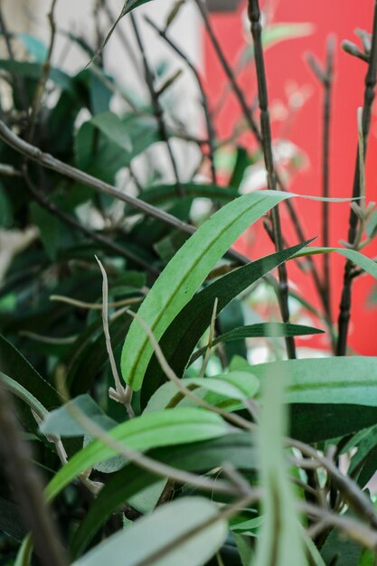 Close-up of green plant