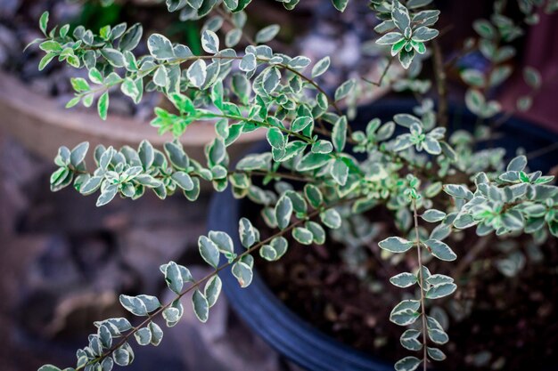 緑の植物のクローズアップ