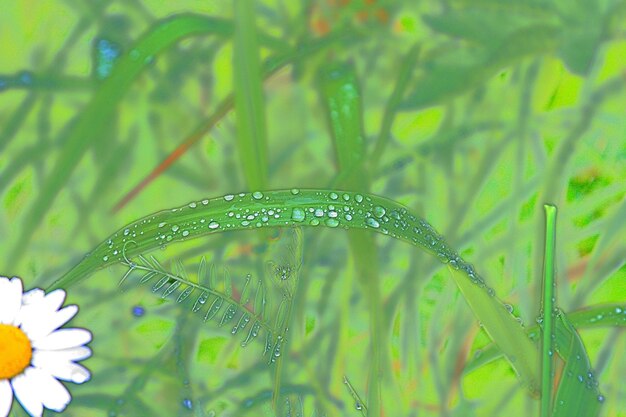 Photo close-up of green plant