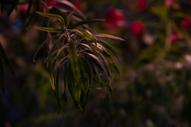 Photo close-up of green plant