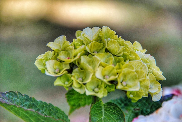 Foto prossimo piano dell'impianto verde