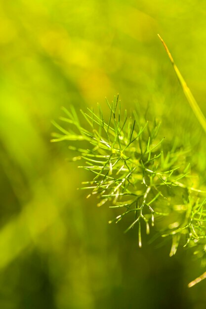 Photo close-up of green plant